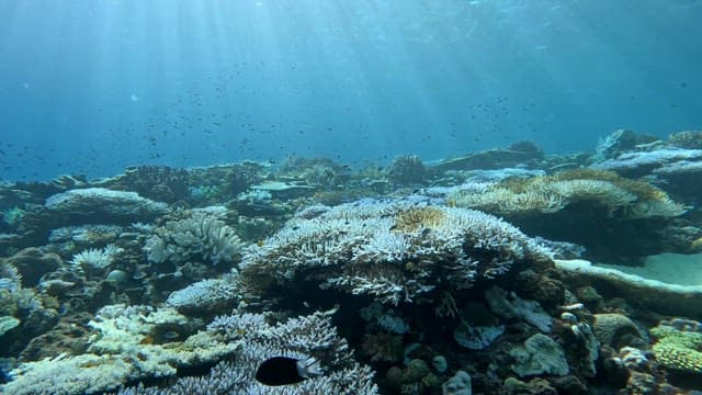 Underwater coral reef with fish swimming