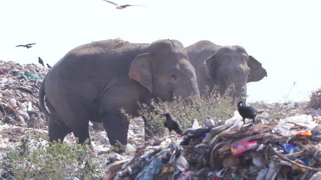 Birds and elephants foraging in a landfill area