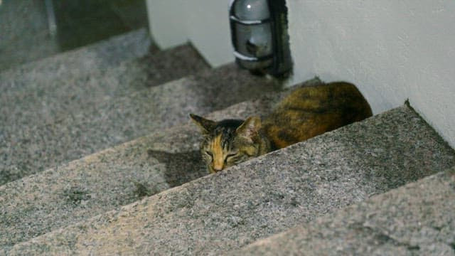 Cat resting on stone stairs