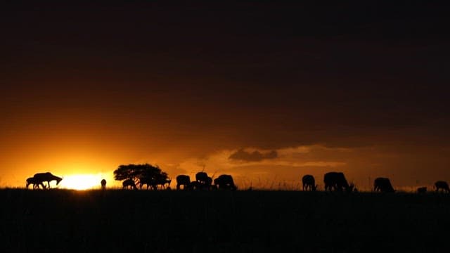 Silhouetted Animals at Sunrise on the Savanna