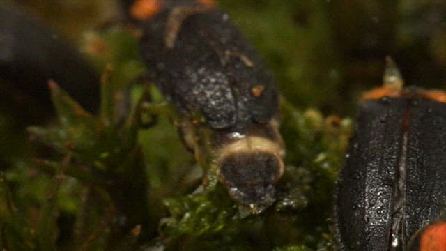 푸른 이끼 위에 알을 낳는 반딧불이