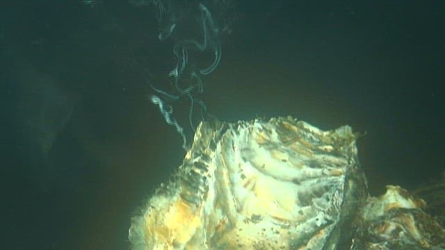 바닷속에 있는 굴의 거친 표면 클로즈업