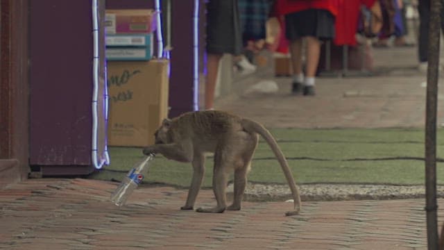 Monkey Rummaging through Trash on the Street