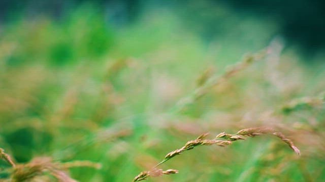 흔들리는 들풀을 자세히 들여다보기