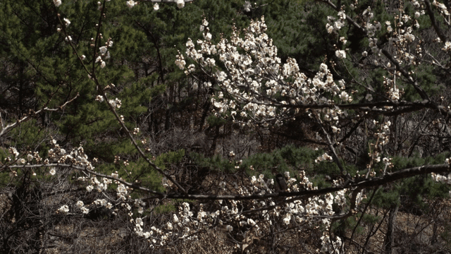 White flowers blooming on tree branches in forest