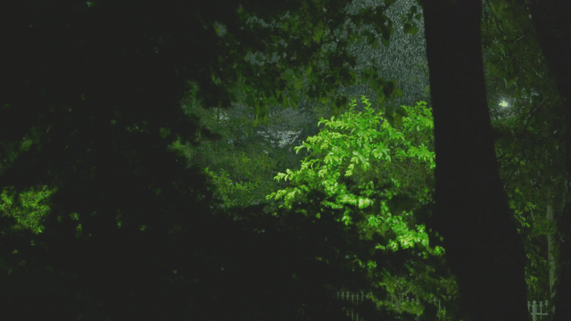 어둡게 비추는 밤 숲 속의 비