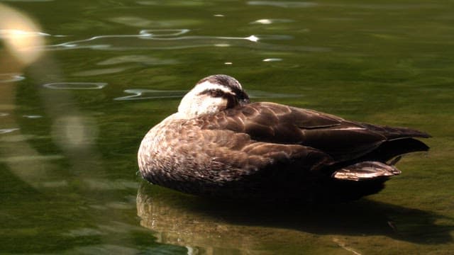 Duck resting and floating on calm water in sunny daylight