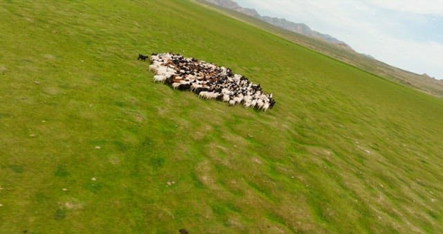 Herd of sheep and goats on a vast plain