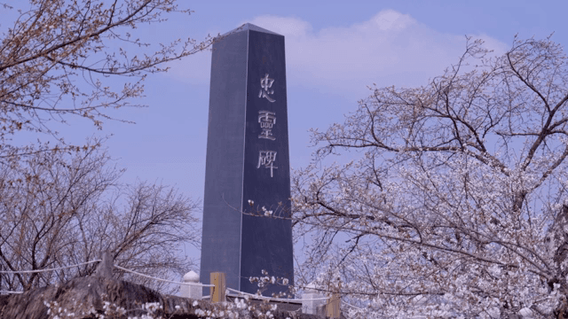 Cherry blossoms around a tall monument
