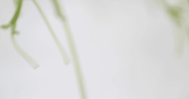 줄기에 매달린 잘 익은 딸기