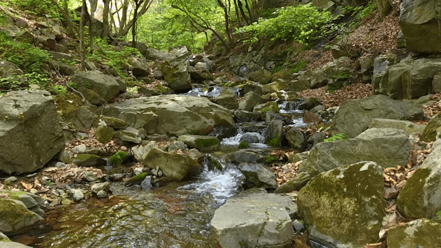바위가 있는 고요한 숲 속 개울