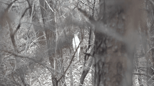 White deer in dense forest