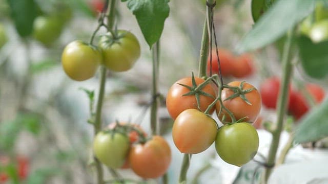 Inside a Greenhouse with Growing Tomatoes