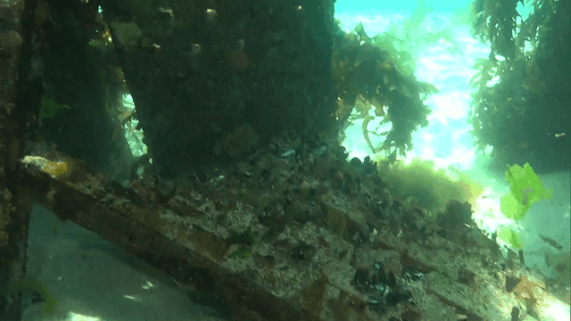 Underwater scene with marine life