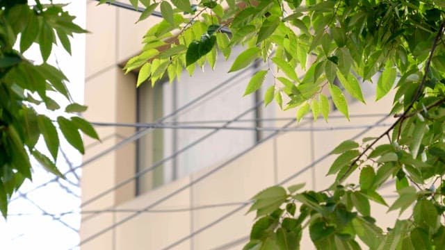 Green leaves with a building in the background