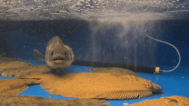 Live halibut and fish in tank