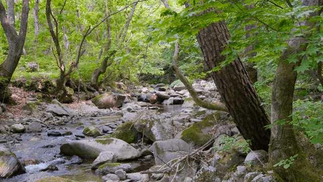 바위가 있는 고요한 숲 속 개울