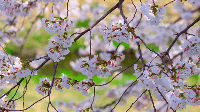Cherry blossoms in full bloom on a sunny day