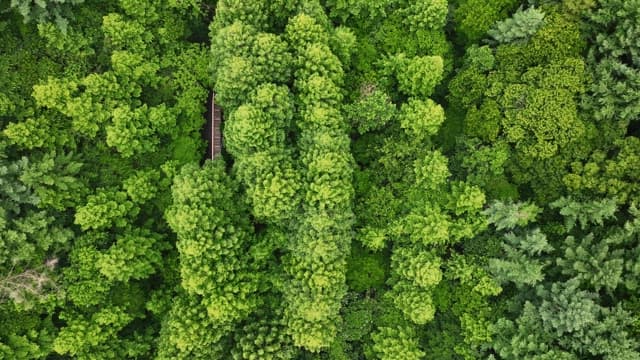 울창한 푸른 나무들이 가득한 우거진 숲