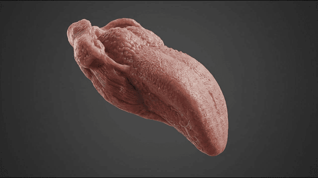 3D model of human tongue
