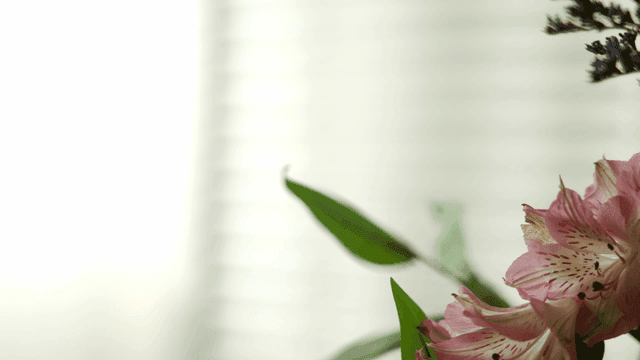 실내의 녹색 잎과 분홍색 꽃