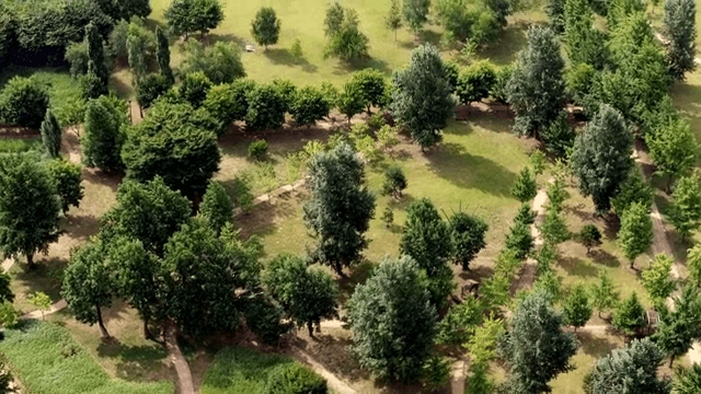 Aerial view of a lush green park with trees