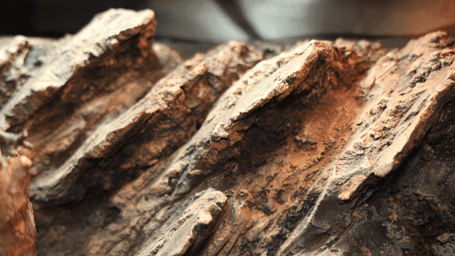 Close-up of rugged tree bark texture