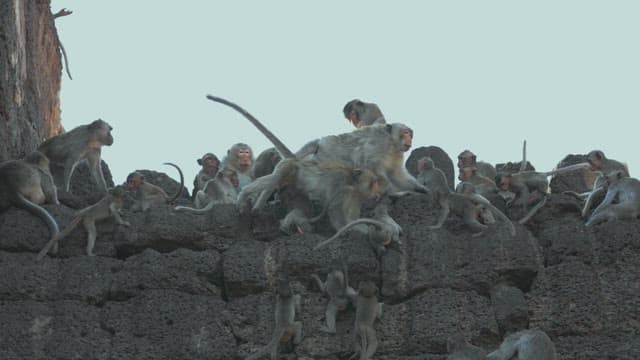 Group of Monkeys Resting and Playing on Rocky Structure