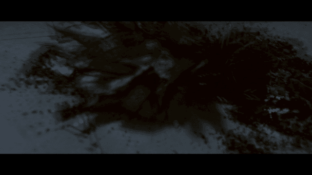 Fallen plant with scattered soil