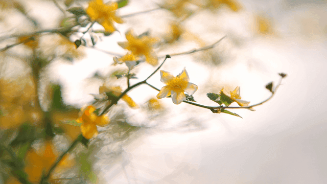 가지에 피어 있는 노란 꽃들