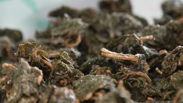 설탕이 뿌려지는 깻잎 부각 튀김