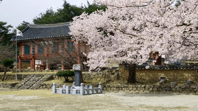 벚꽃이 핀 전통 한옥 건물