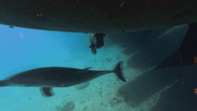 Dolphins swimming near boat's propeller