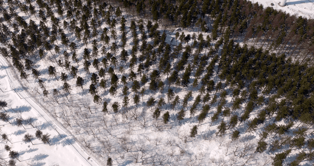 Snow-covered forest with pine trees