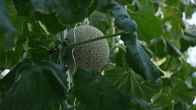 Melon growing among lush leaves
