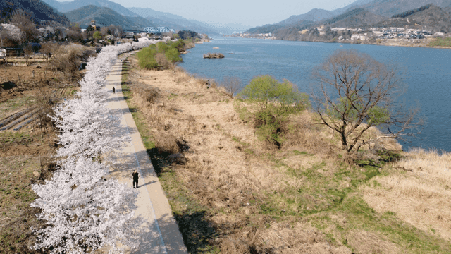 Cherry blossoms along a riverside path