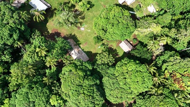 Aerial view of a village surrounded by dense forest