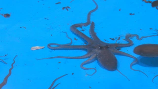 Octopus swimming in a blue tank