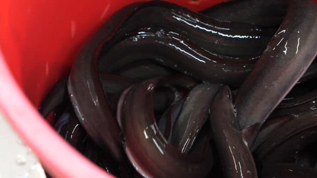 Eels wriggling in a red basket