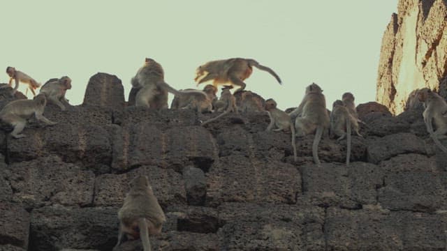 Monkeys Playing on Ancient Stone Ruins