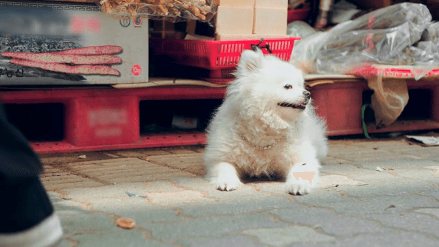 A fluffy white dog resting on the pavement