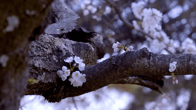 나뭇가지에 핀 벚꽃