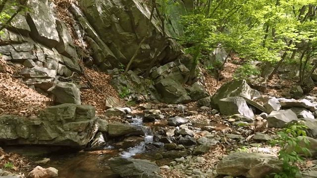 바위가 있는 고요한 숲 속 개울