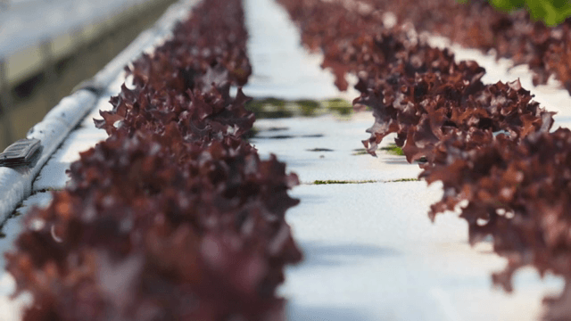온실에서 자라는 붉은 상추