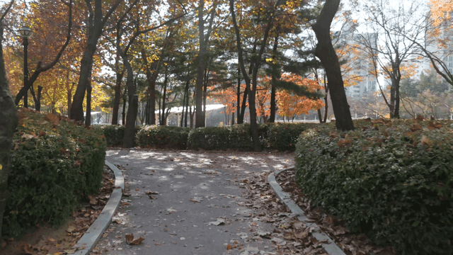 Serene park path with autumn leaves