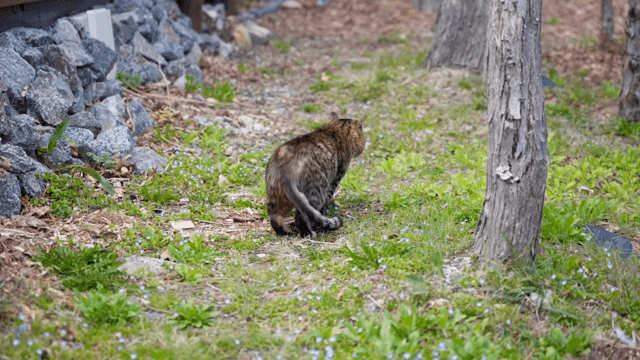A cat sitting on a grassy path
