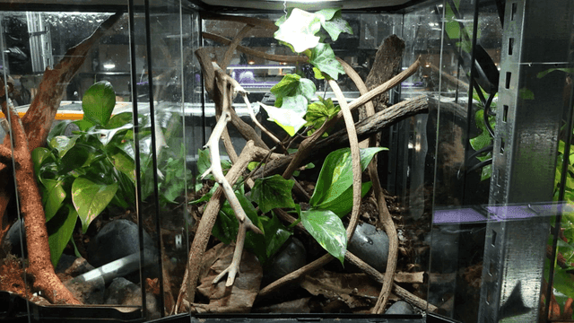 Terrarium filled with green plants