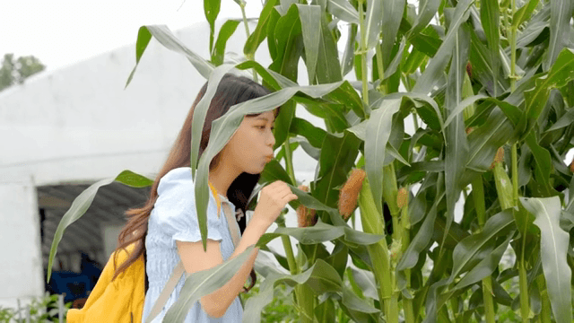 A young woman exploring a cornfield