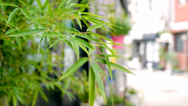 Bamboo leaves in a alley