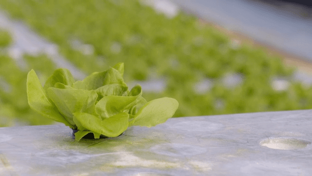 수경재배 농장에서 자라는 상추